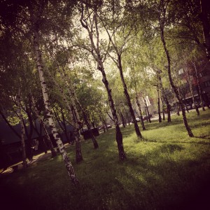 A birch grove outside Hala Pionir—like a Sweden in miniature.