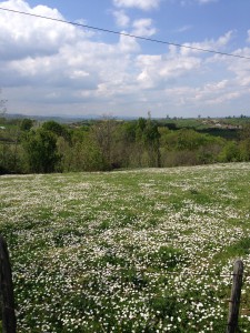 A starry sky of daisies.